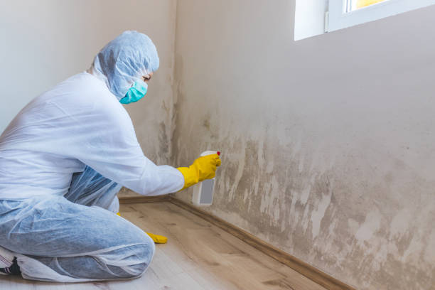 Licensed Mold Inspection service in Troutdale, OR - WQB Mold Removal